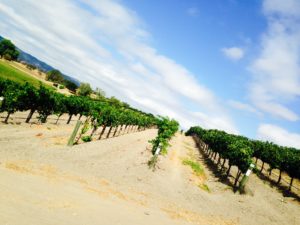 Thompson's rolling slopes vineyard