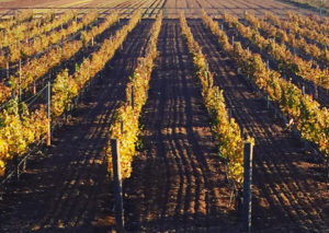 Bernat vineyard during sunset 