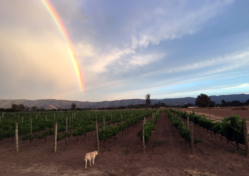 rainbow over vineyard