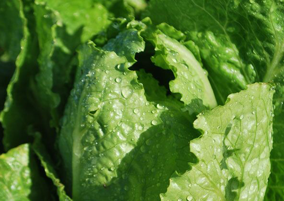 wet lettuce