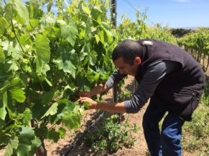 Winemaker for Zaca Mesa in the vineyard