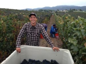 Garrett Gamache harvesting grapes for Ground Truth Wines