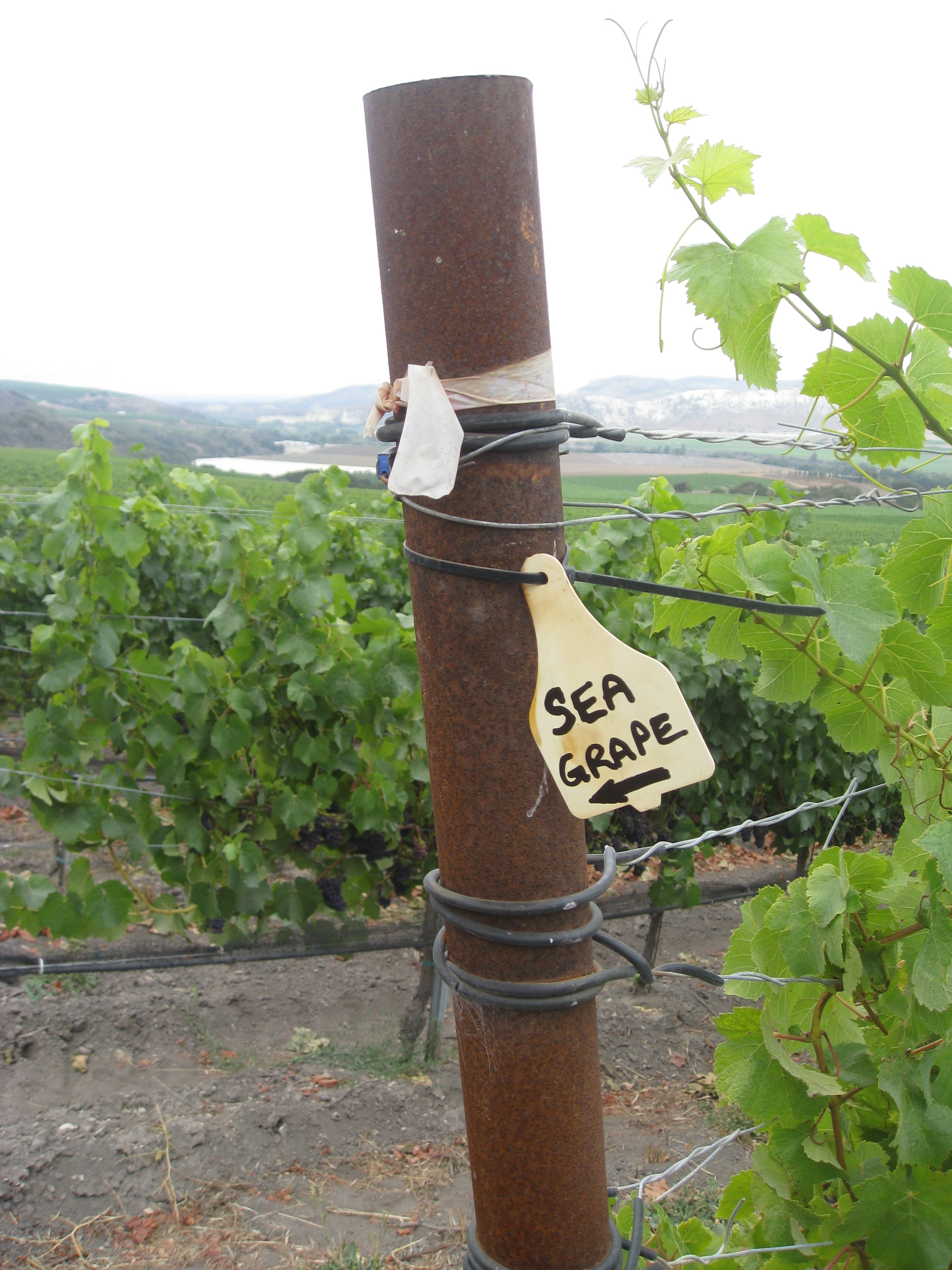Seagrape block at Rancho la Vina - sign on vineyard
