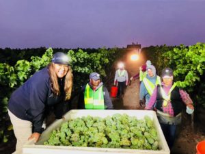 Kita Harvest - team with headlights in vineyard