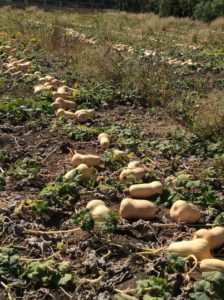 Butternut squash in the field of the Cafe farm