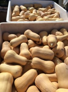 Two bins filled to the rim with freshly harvested butternut squash from the Cafe Farm